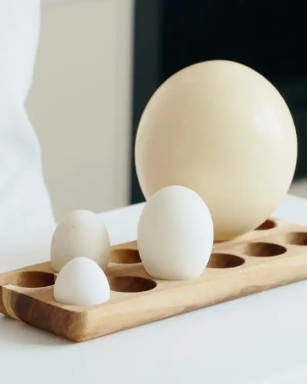 #15 Understanding Eggs