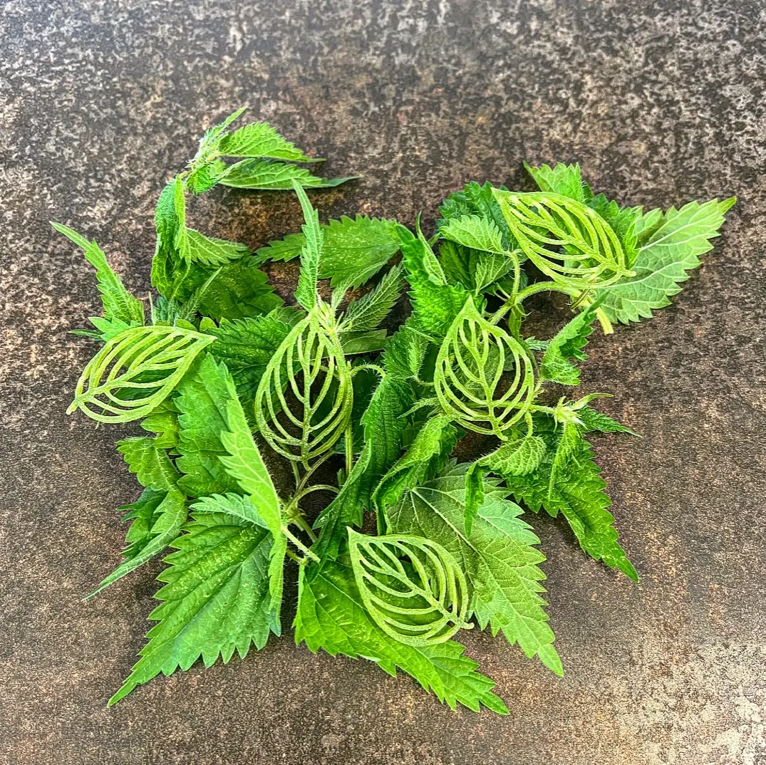 creation thumb for Nettle tuille