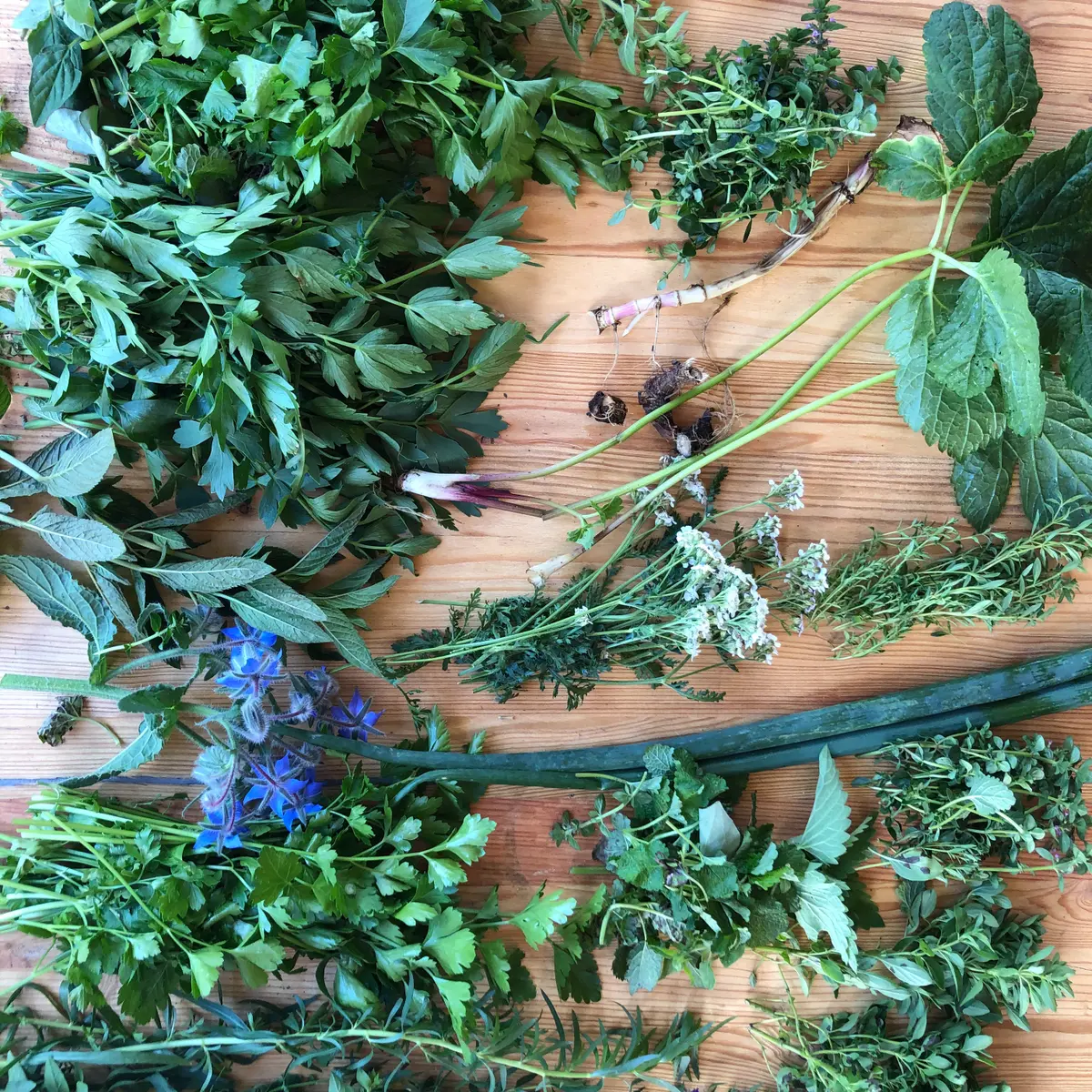 creation thumb for Fresh herbs from our herb garden