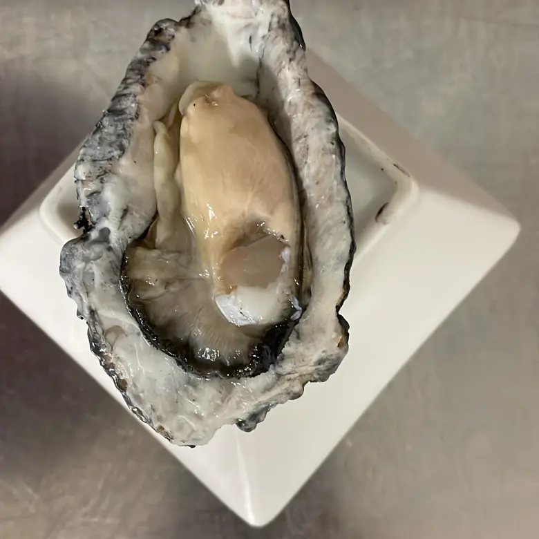 creation thumb for Fake OYSTER shell