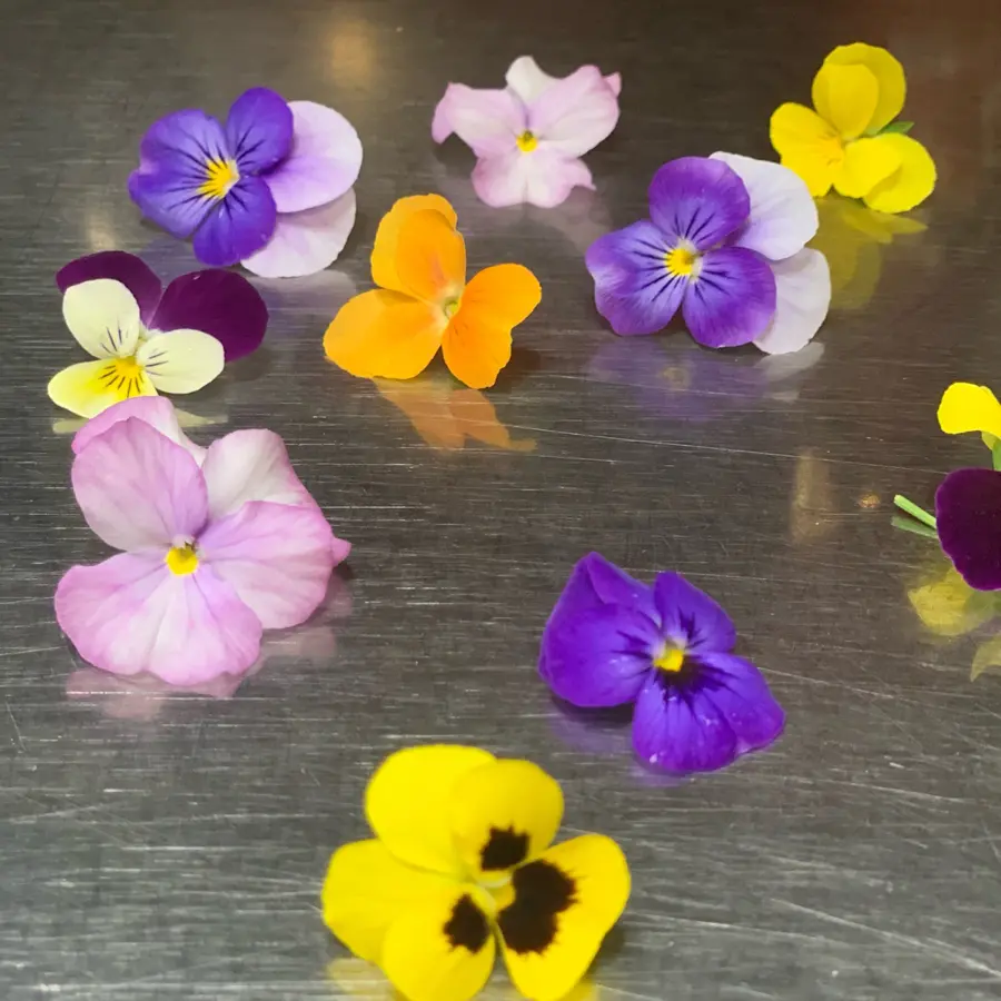 creation thumb for Viola flower