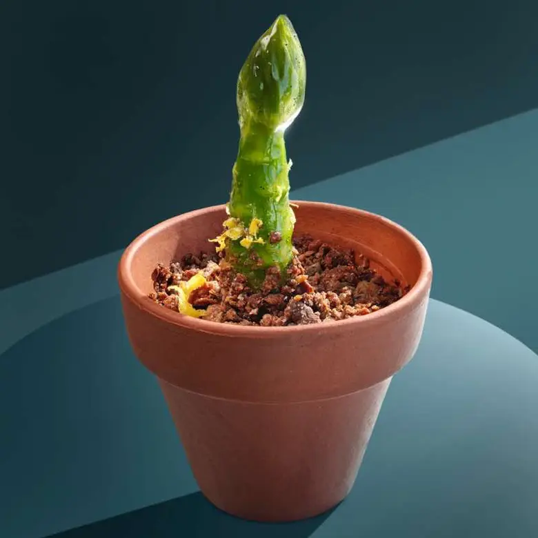 creation thumb for Asparagus Growth