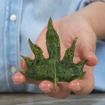 creation thumb for Sweet potato leaves 🍃