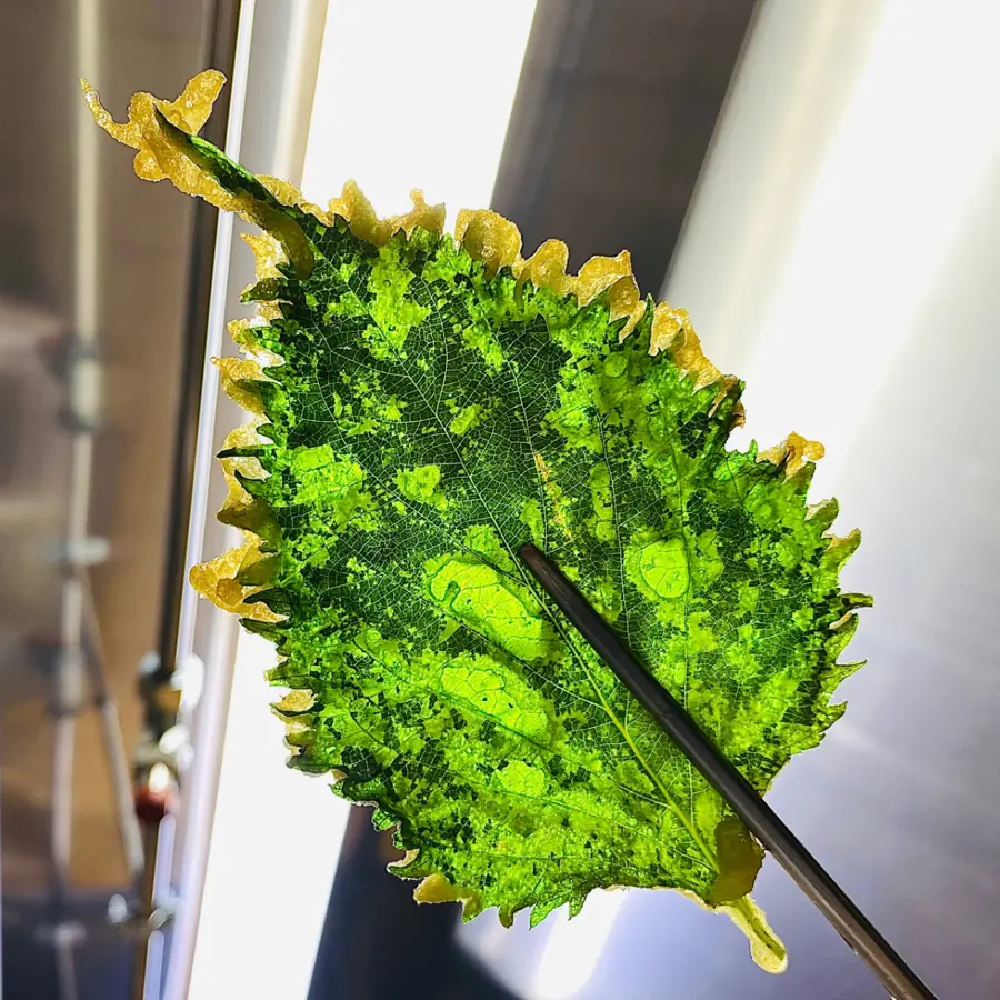 creation thumb for Tempura Shiso 🍃