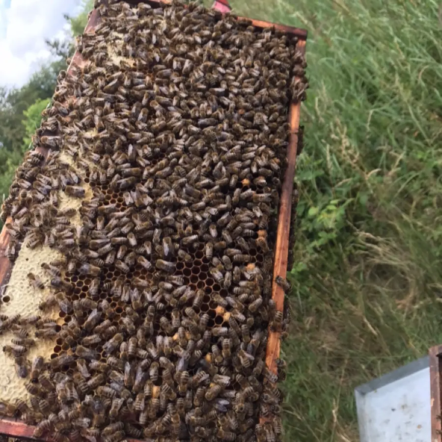 creation thumb for Honey | Bees