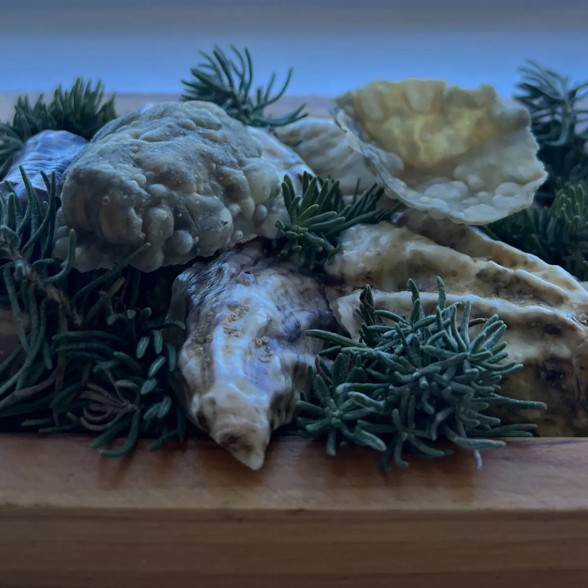 creation thumb for Oyster Shell