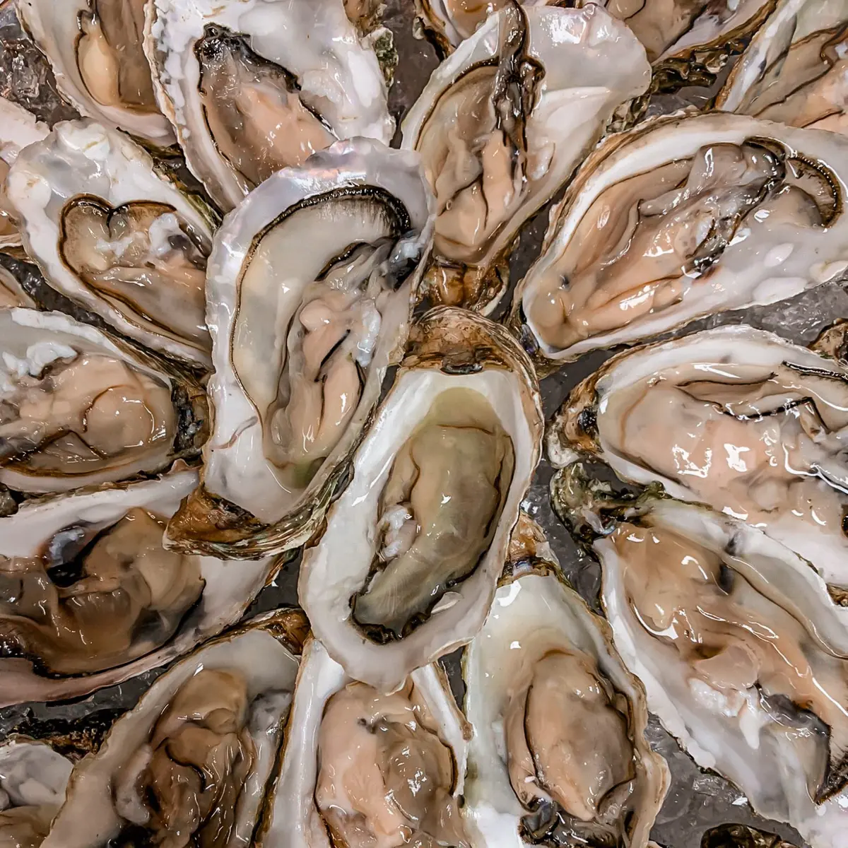 creation thumb for FRESH OYSTERS