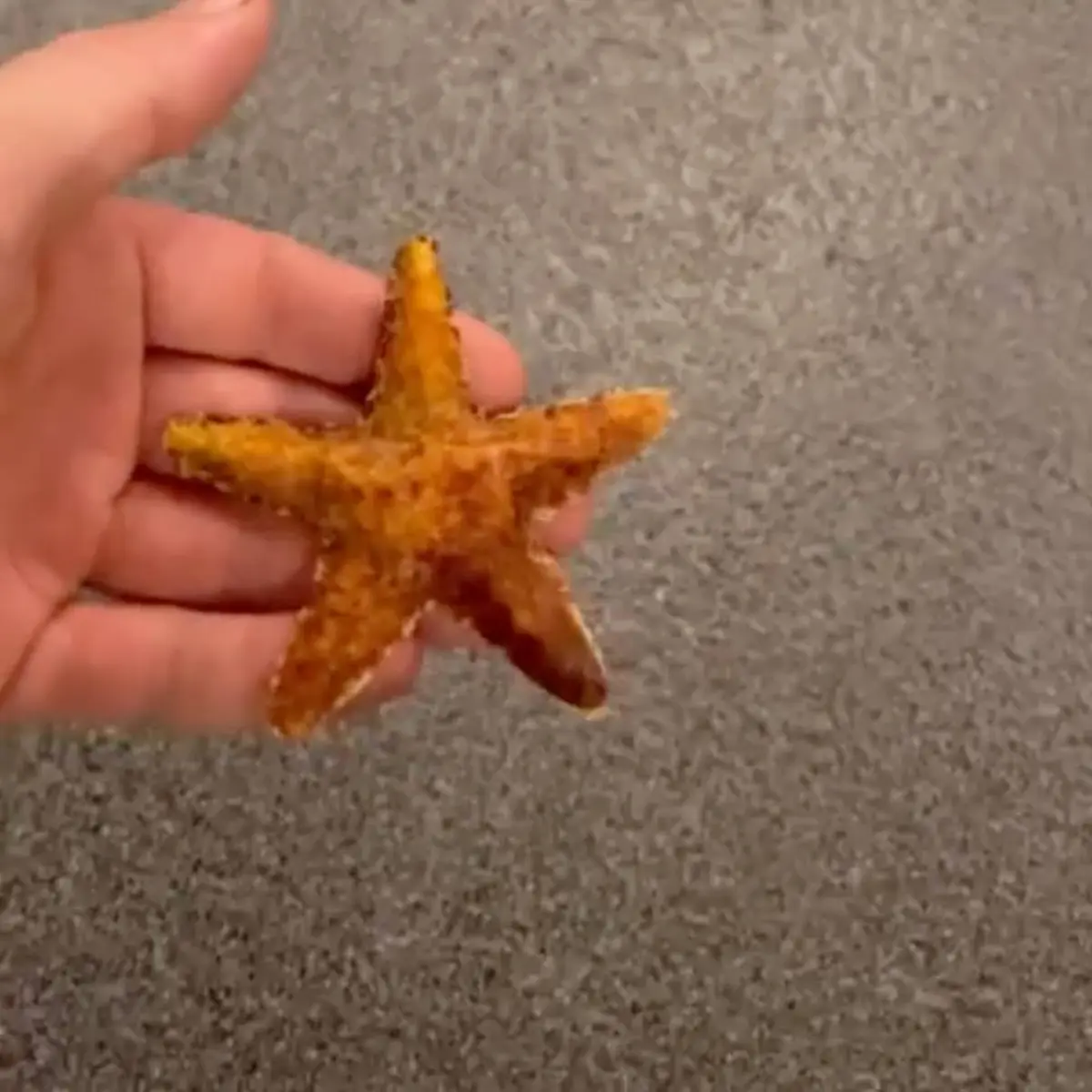 creation thumb for Milkskin seastar