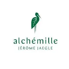 Alchémille