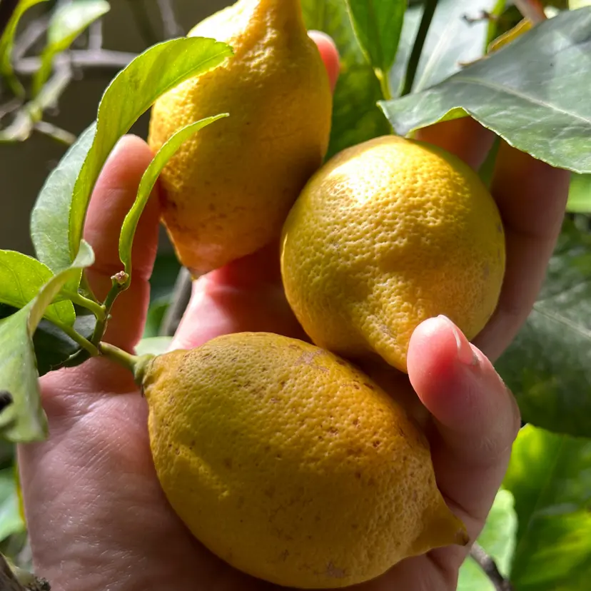 creation thumb for Fermentierte Bergamotten und Orangen