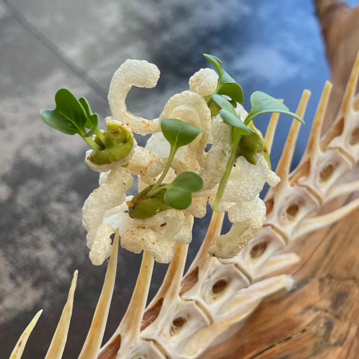 creation thumb for Pork Skin Chip