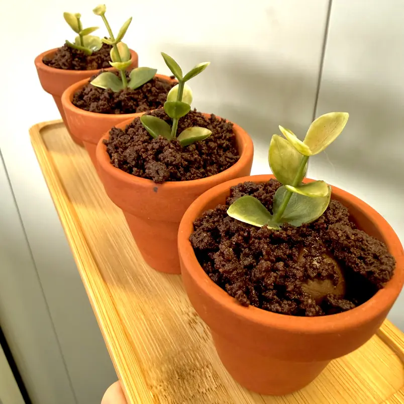 creation thumb for Chocolate Pot (Mousse & Soil) 🍫 🪴