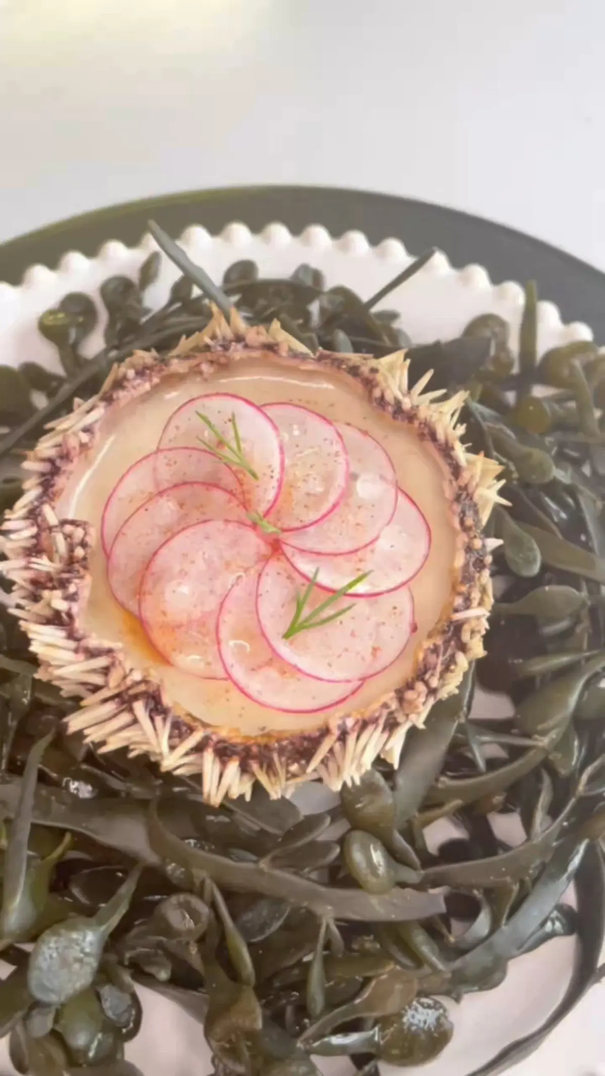 creation thumb for Sea Urchin Panna Cotta ✨⭐️