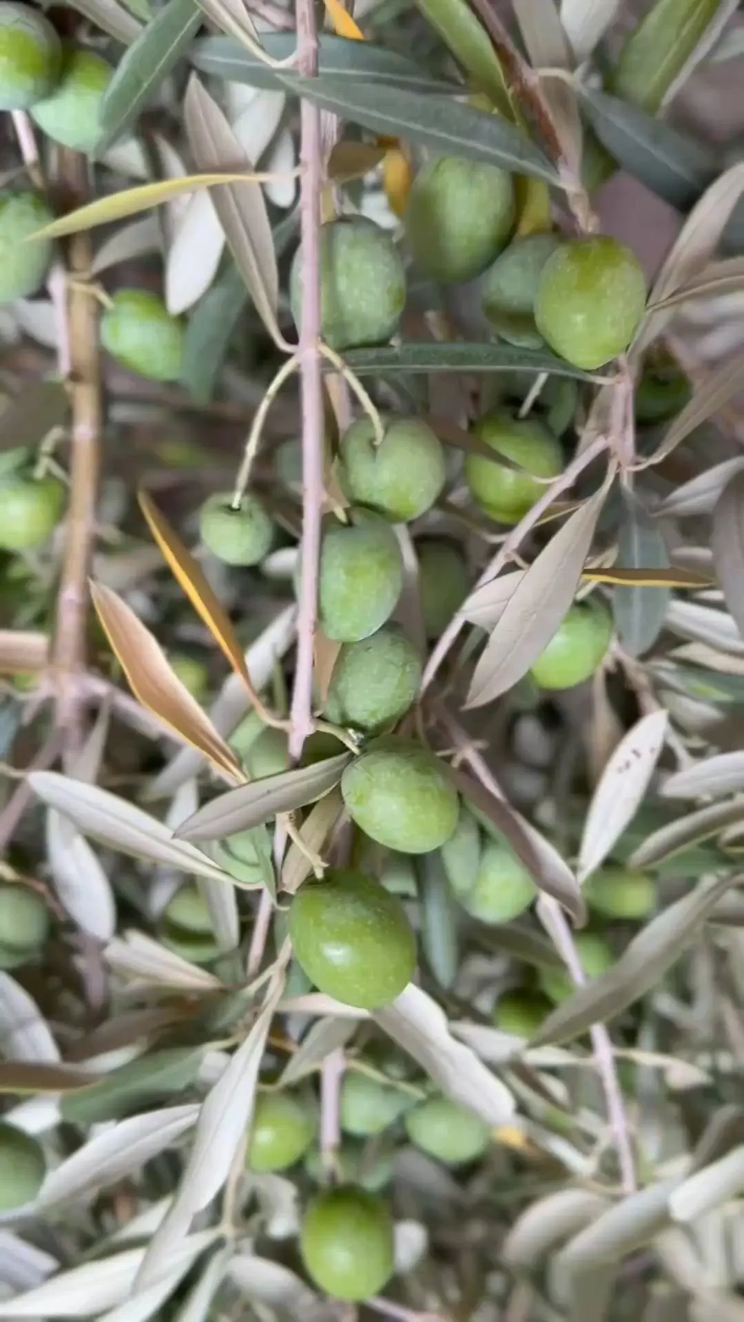creation thumb for Preserved green olives 🫒 