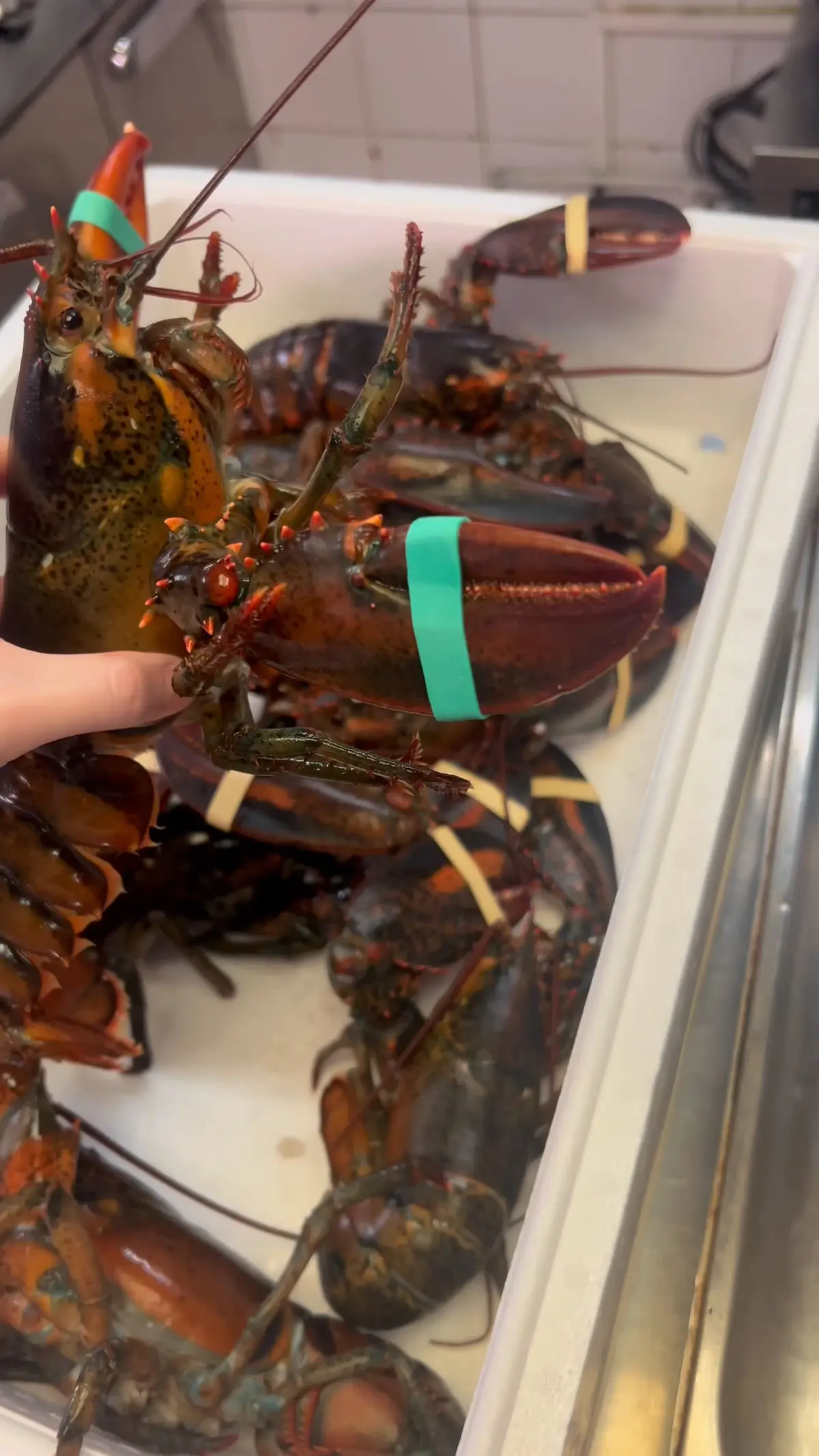 creation thumb for Preparation of the homards