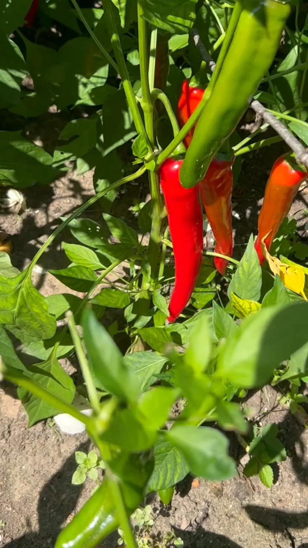 creation thumb for Salsa picante de fresa Fresno