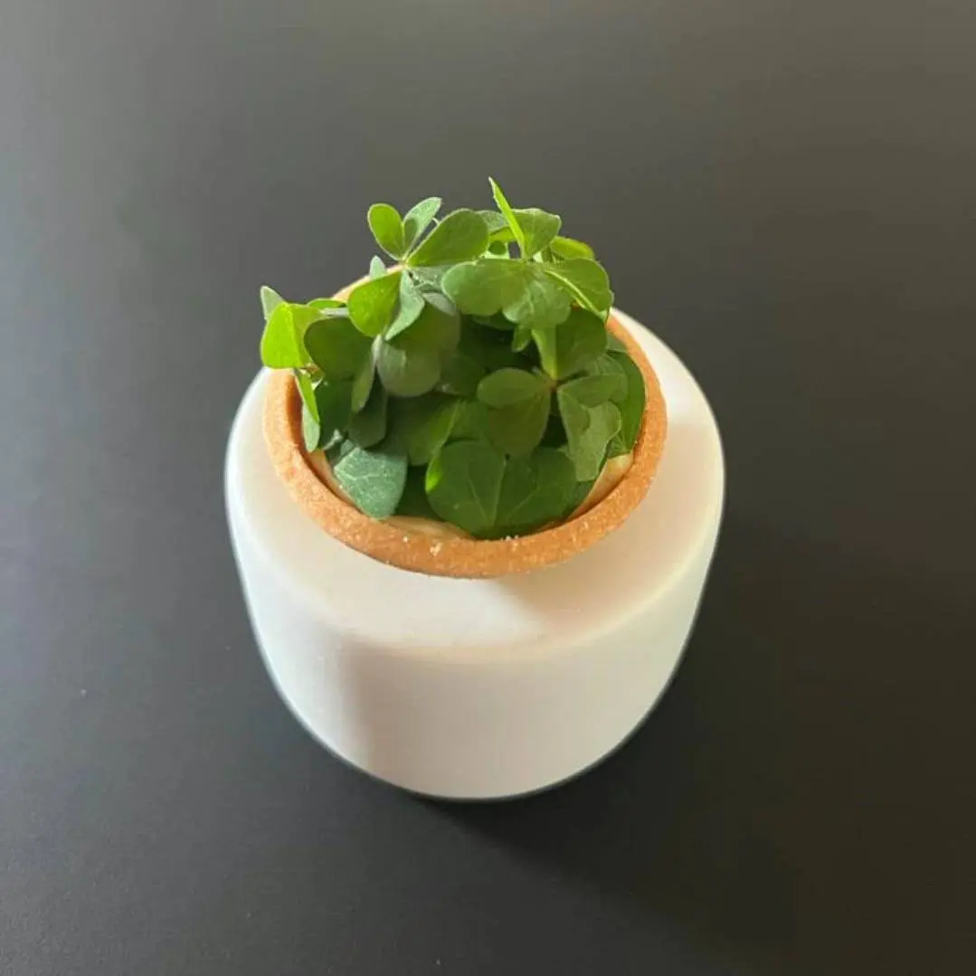 creation thumb for Tartelette citron confit et herbes d'oseille