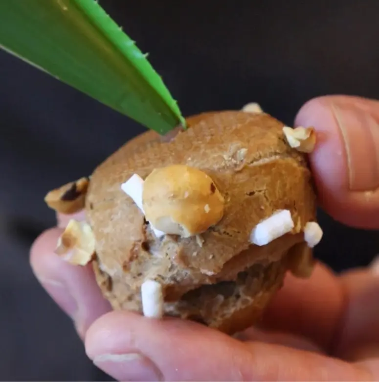 creation thumb for Gianduia Cream Puffs