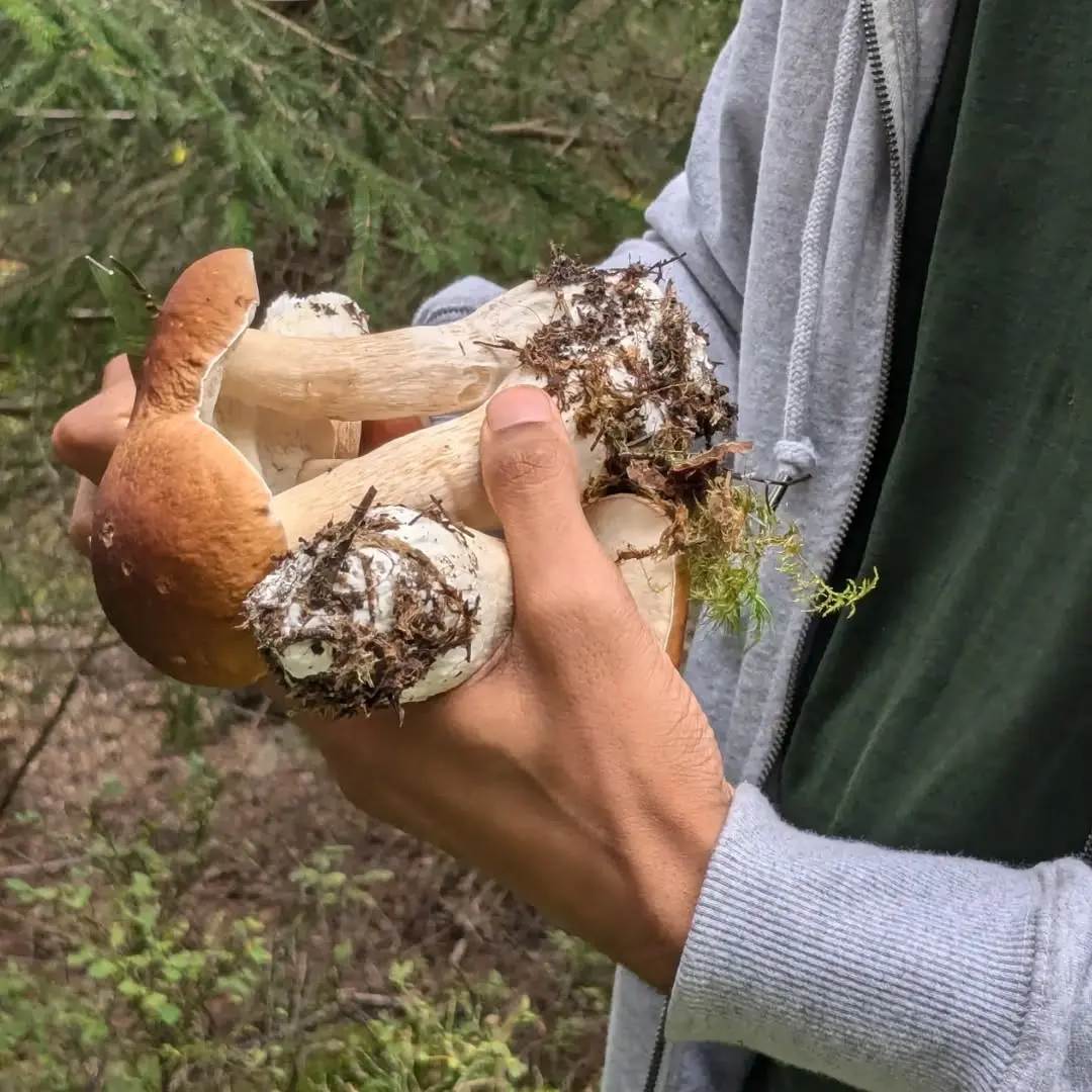 creation thumb for Finnish Ceps