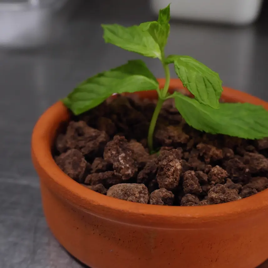 creation thumb for Edible Chocolate Soil