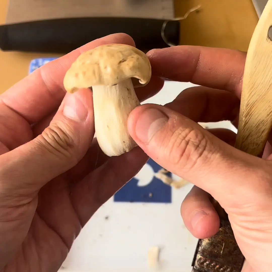 creation thumb for Champiñones en Escabeche de San Jorge