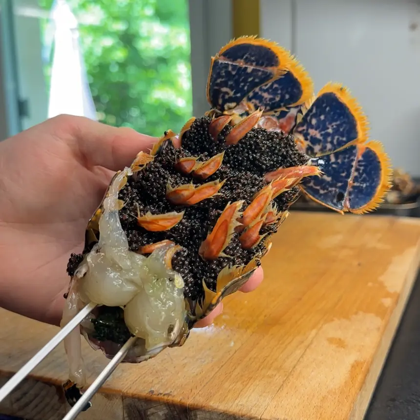 creation thumb for Lobster Cooking and Shelling 🦞