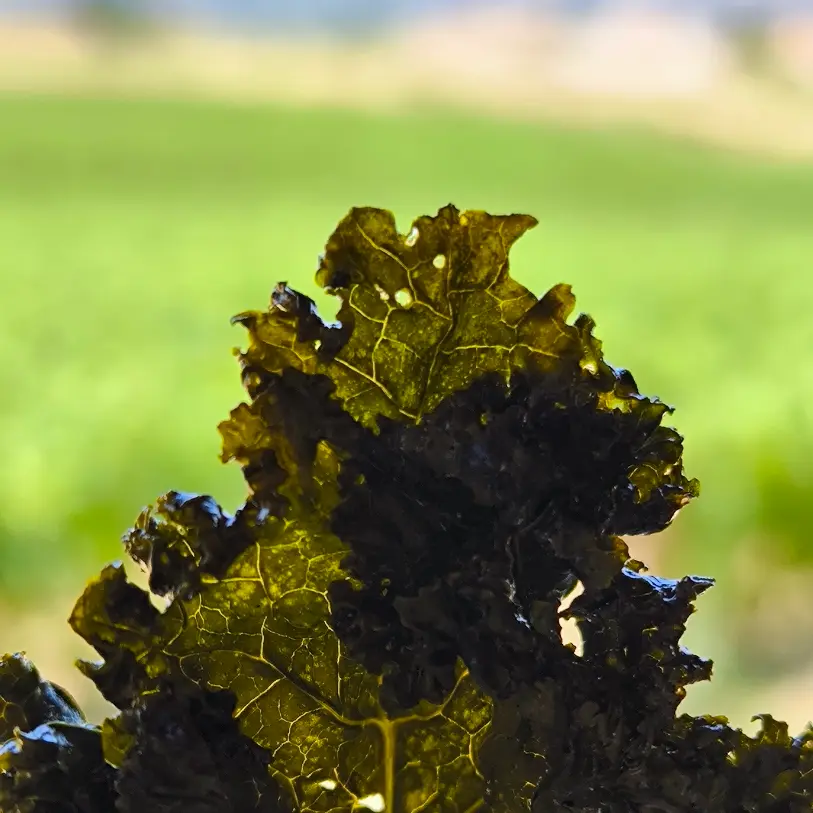 creation thumb for Kale Chips