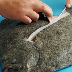 A butchered flatfish
